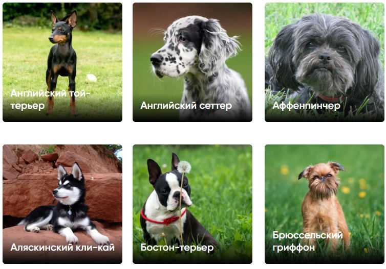 Как найти породу собаки по фото онлайн бесплатно